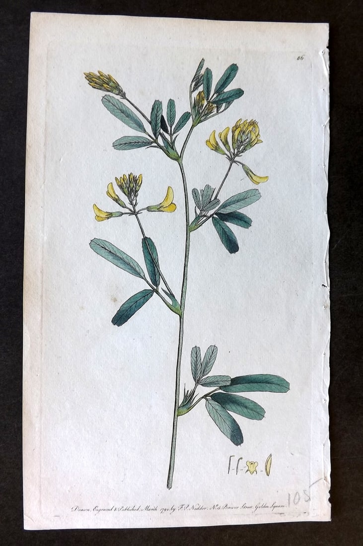 Nodder & Martyn 1794 Hand Col Botanical Print. Yellow Medick 86 (1 of 1)