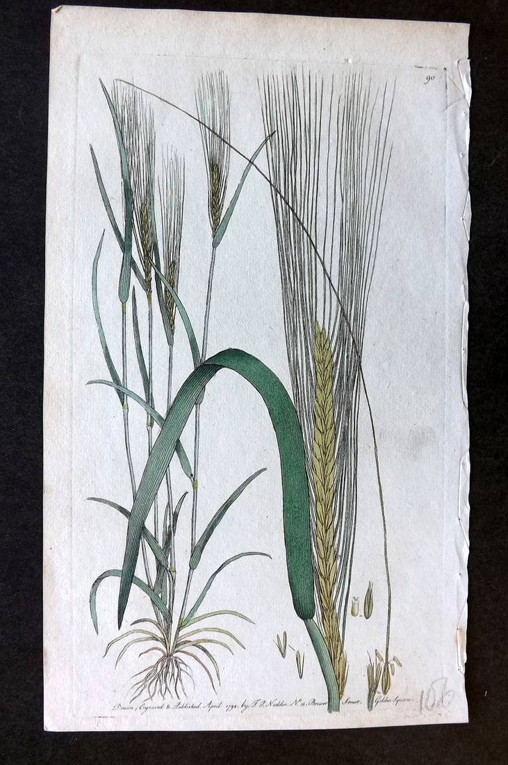 Nodder & Martyn 1794 Hand Col Botanical Print. Common Spring Barley 90 (1 of 1)