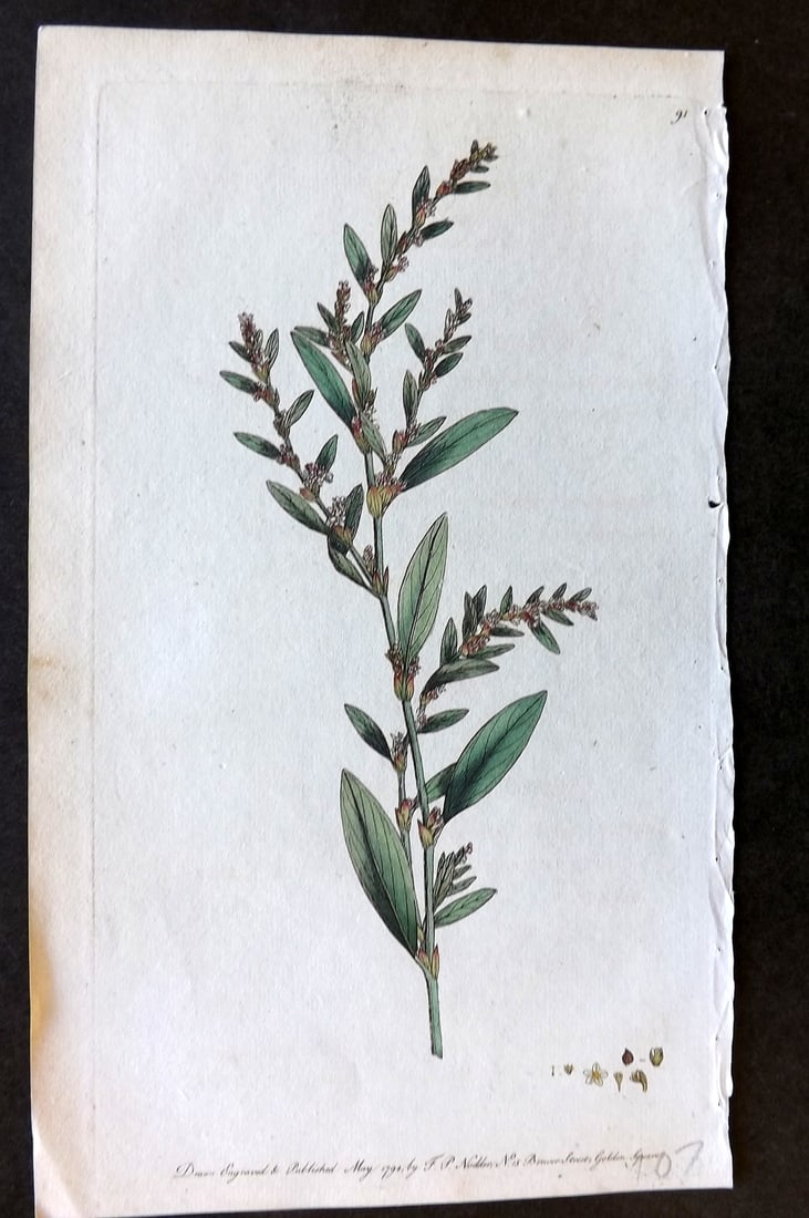 Nodder & Martyn 1794 Hand Col Botanical Print. Knot-Grass 91 (1 of 1)