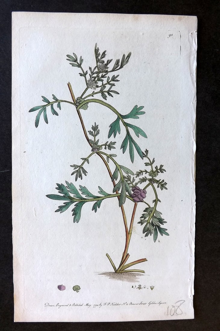 Nodder & Martyn 1794 Hand Col Botanical Print. Swine's Cress 92 (1 of 1)