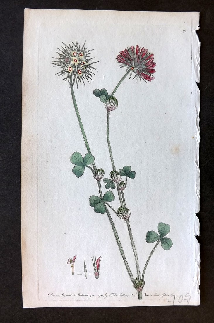 Nodder & Martyn 1794 Hand Col Botanical Print. Star Headed Trefoil 94 (1 of 1)