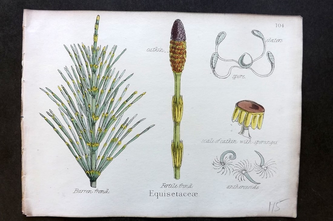 Oliver & Fitch 1874 Hand Col Botanical Print Equisetaceae 104 (1 of 1)