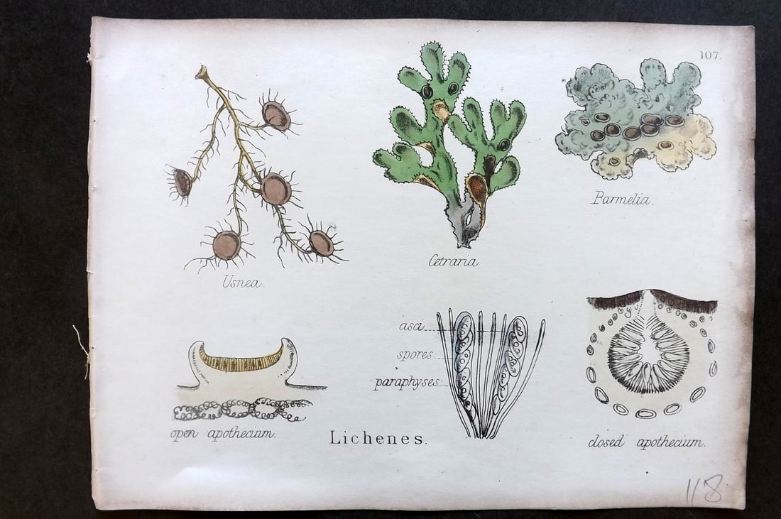 Oliver & Fitch 1874 Hand Col Botanical Print Lichenes 107 Lichens (1 of 1)
