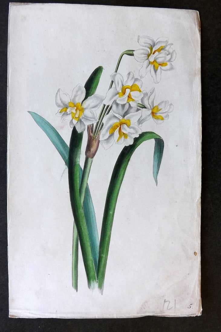 Twamley, Louisa1836 Hand Col Botanical Print. Narcissus Daffodil 05 (1 of 1)