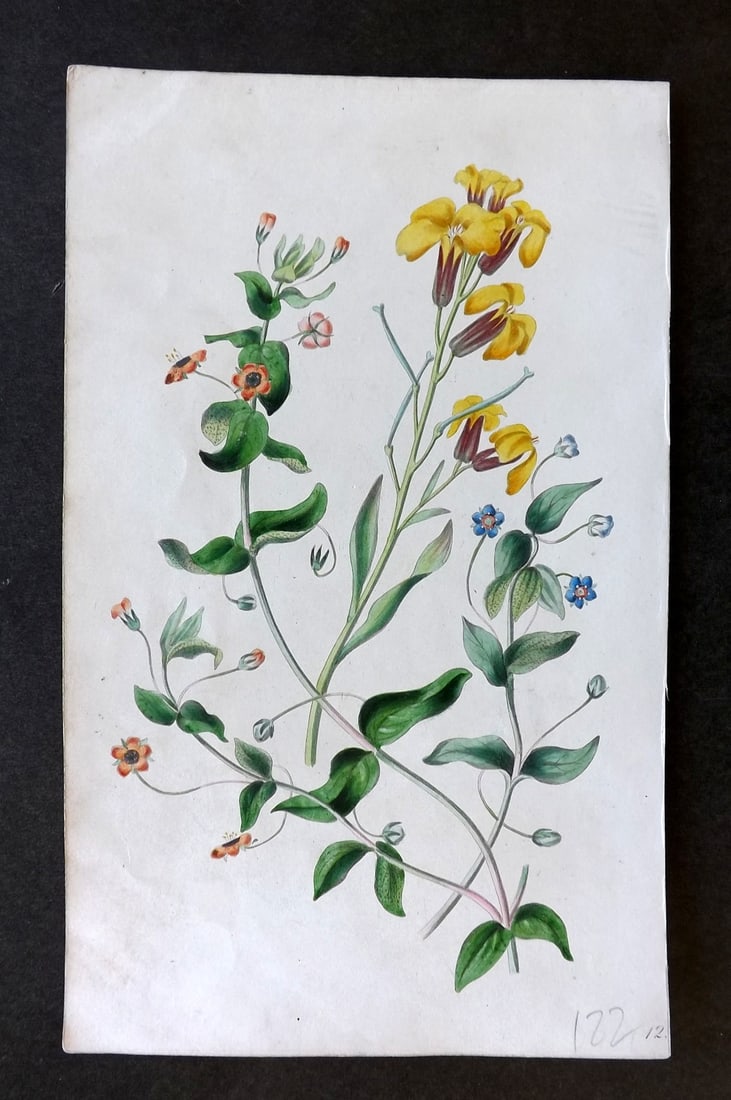 Twamley, Louisa 1836 Hand Col Botanical Print. Pimpernel, Wild Wallflower 12 (1 of 1)