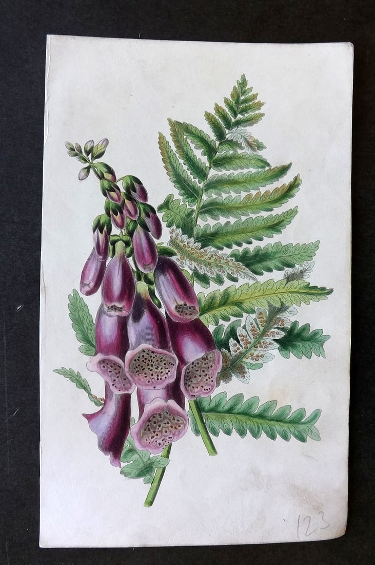 Twamley, Louisa 1836 Hand Col Botanical Print. Foxglove, Fern 22 (1 of 1)