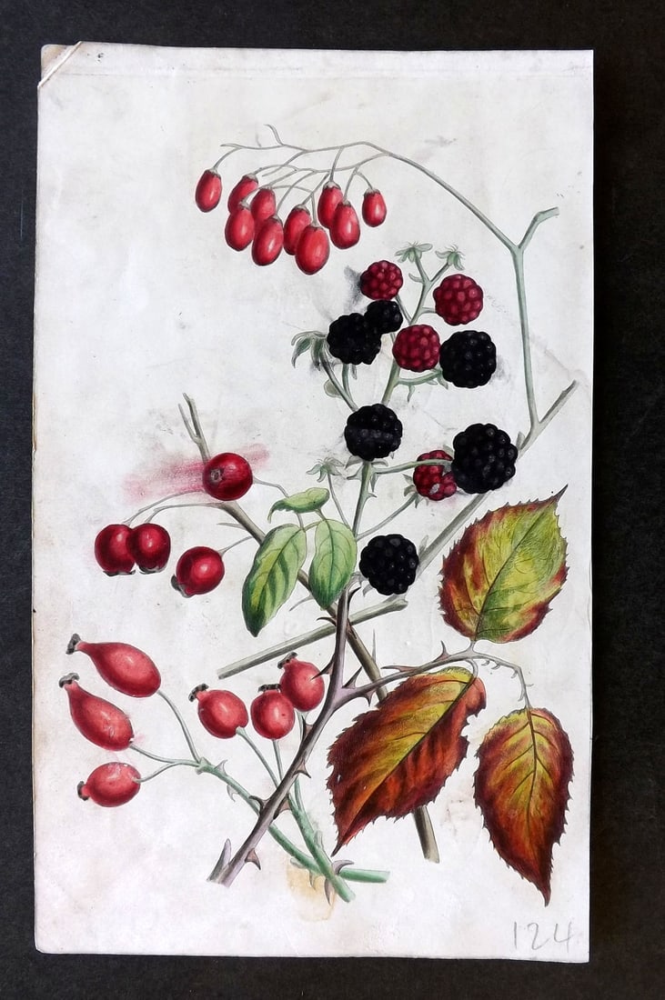 Twamley, Louisa 1836 Hand Col Botanical Print. Blackberries, Haws, Hips, Woody Nightshade 28 (1 of 1)