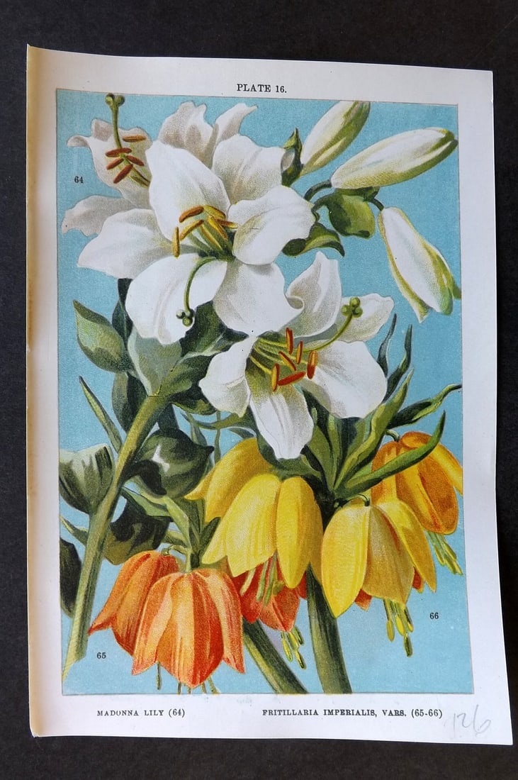 Weathers, John 1905 Botanical Print. Madonna Lily, Fritillaria Imperialis 16 (1 of 1)