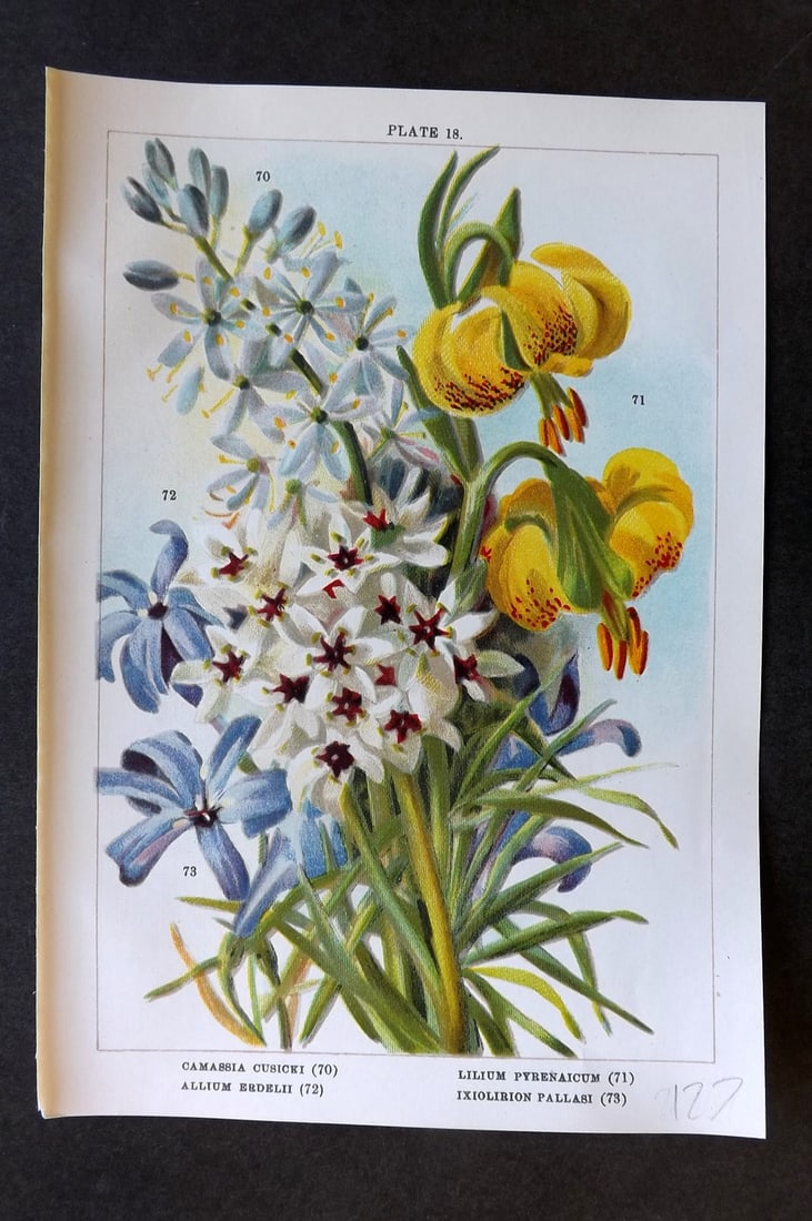 Weathers, John 1905 Botanical Print. Camassia, Lilium Lily, Allium, Ixiolirion 18 (1 of 1)