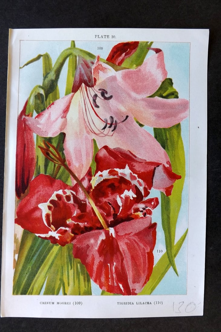 Weathers, John 1905 Botanical Print. Crinum Moorei & Tigridia Lilacea 30 (1 of 1)
