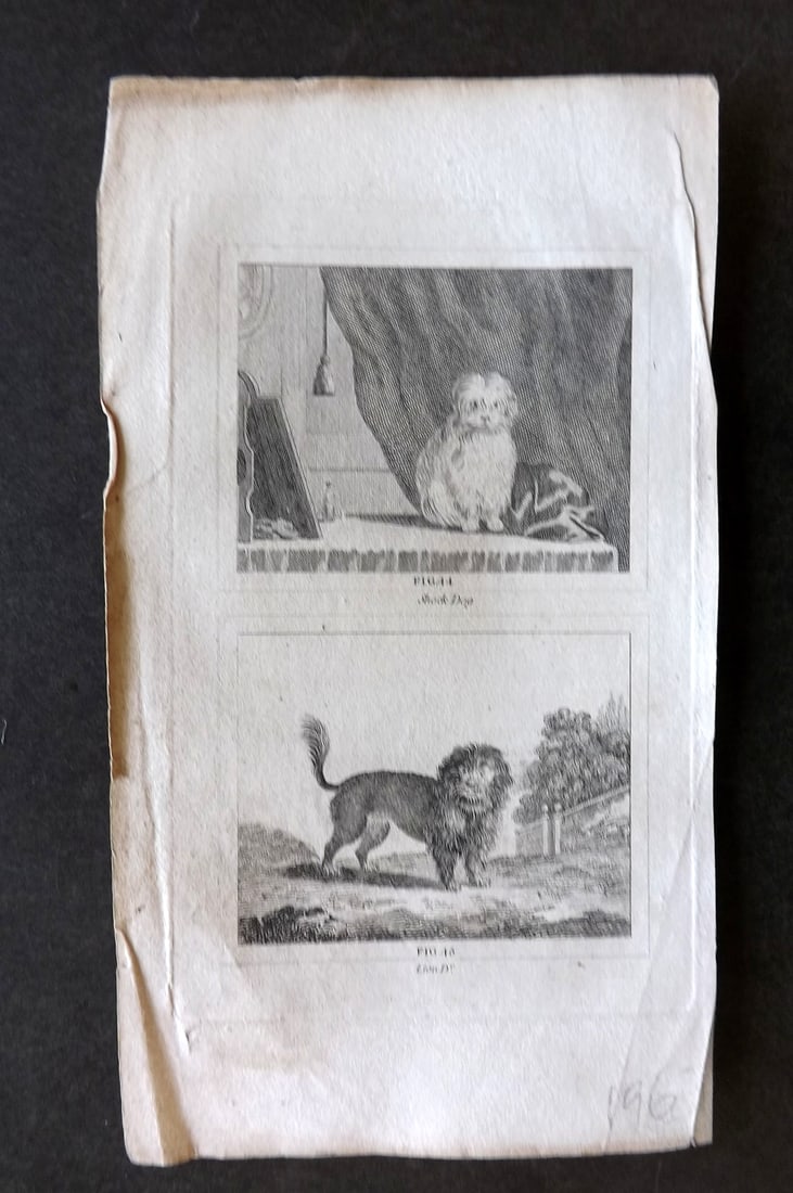 Barr & Buffon 1797 Antique Print. Shock & Lion Dog (1 of 1)