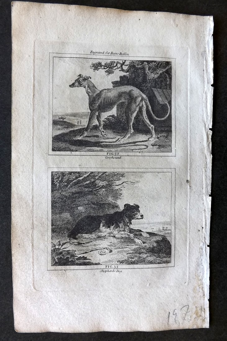Barr & Buffon 1797 Antique Print. Greyhound & Shepherds Dog (1 of 1)