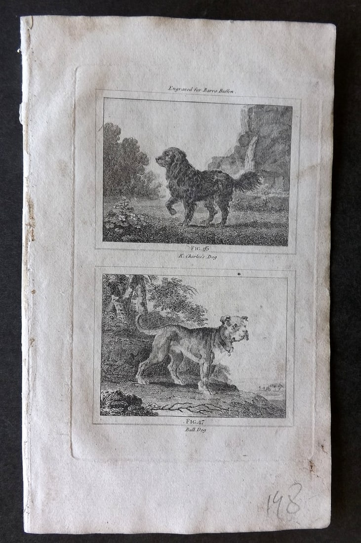 Barr & Buffon 1797 Antique Print. King Charles & Bull Dog (1 of 1)