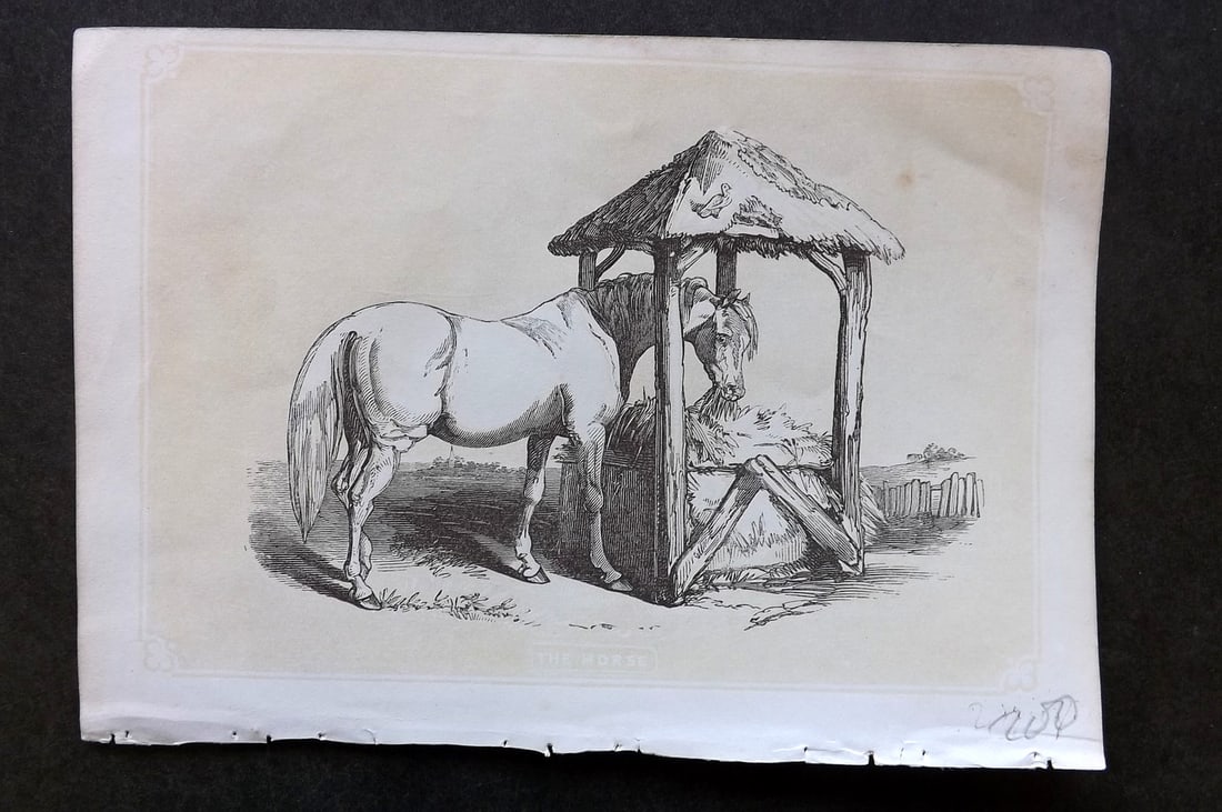 Bicknell, W. I. 1851 Antique Print. Horse (1 of 1)