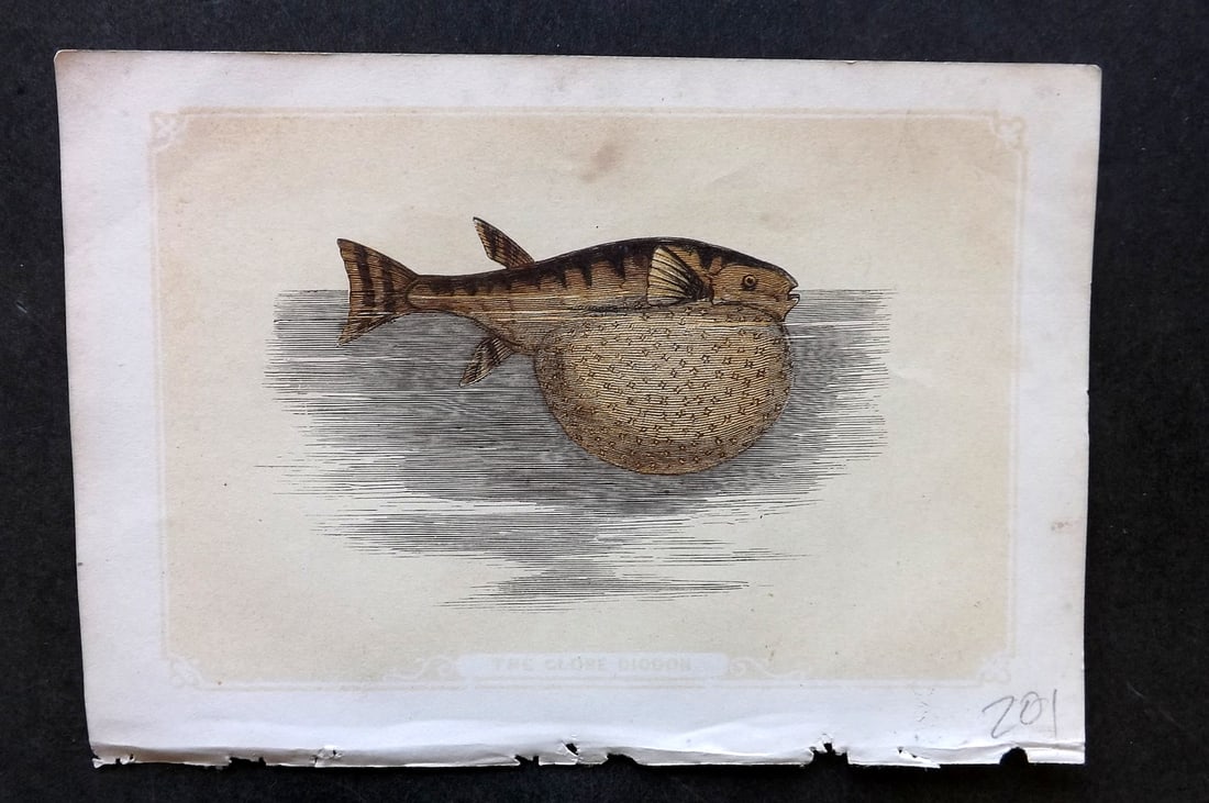 Bicknell, W. I. 1851 Antique Print. Globe Diodon Fish: Woodblocks Published 1851, London for "The Natural History of the Sacred Scriptures" by W. I. Bicknell. Paper Size: 6.5 x 5 inch (16.5 x 13cm) Very minor margin toning. Good Condition