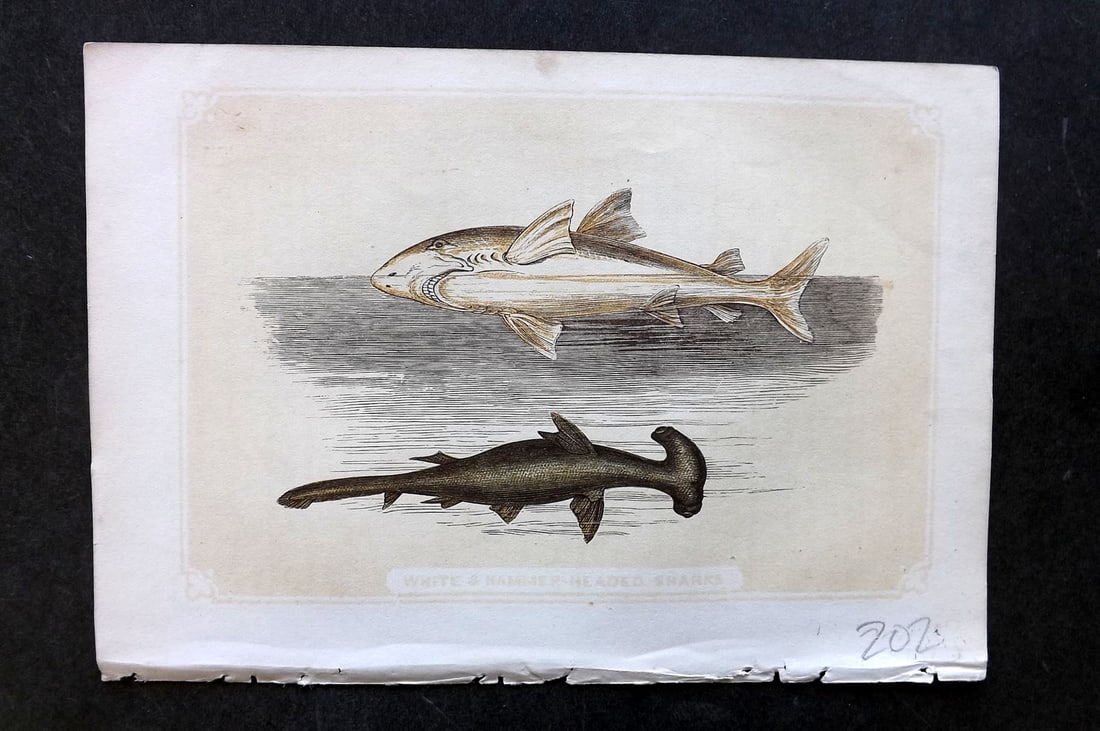 Bicknell, W. I. 1851 Antique Print. Hammerhead & White Sharks (1 of 1)