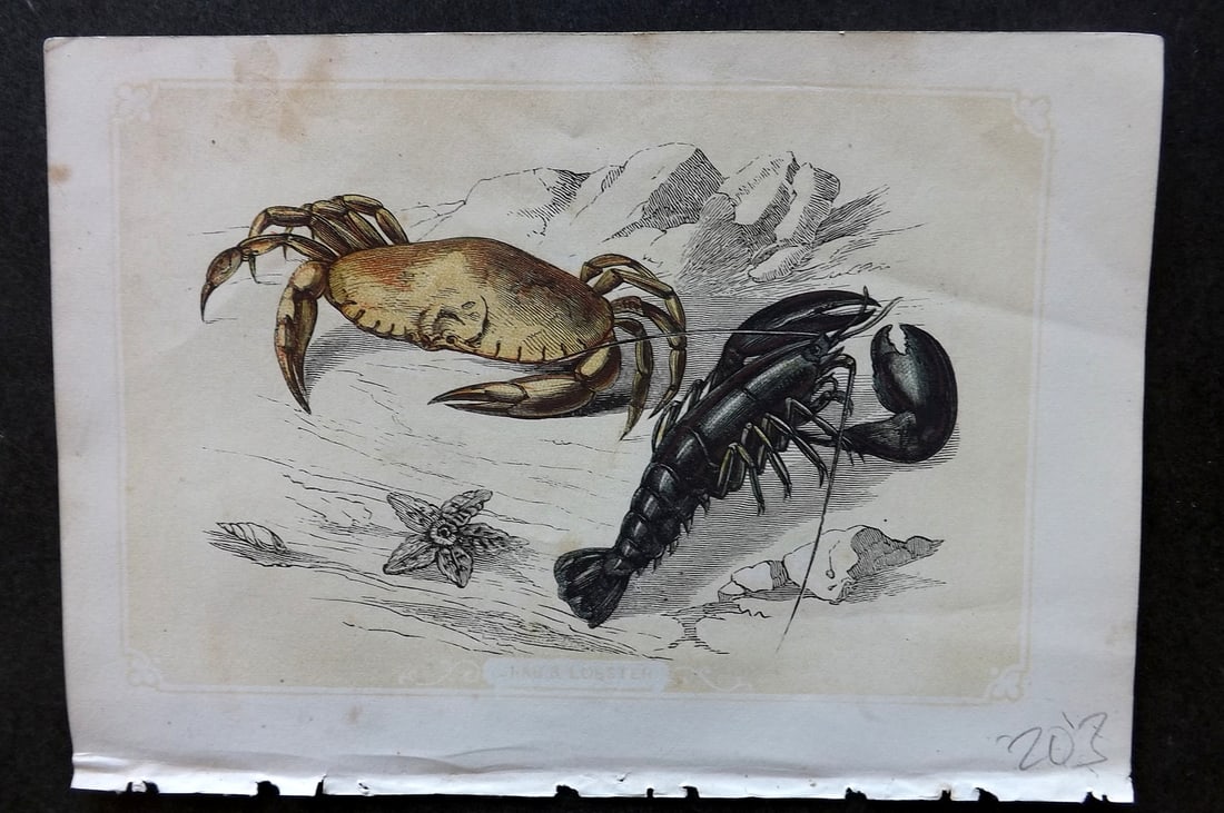 Bicknell, W. I. 1851 Antique Print. Crab & Lobster: Woodblocks Published 1851, London for "The Natural History of the Sacred Scriptures" by W. I. Bicknell. Paper Size: 6.5 x 5 inch (16.5 x 13cm) Minor margin toning, otherwise Good Condition