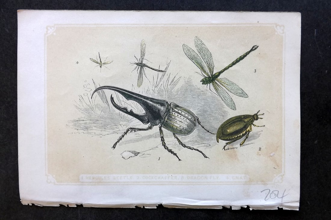 Bicknell, W. I. 1851 Antique Print. Hercules Beetle, Dragonfly, Cockchaffer (1 of 1)