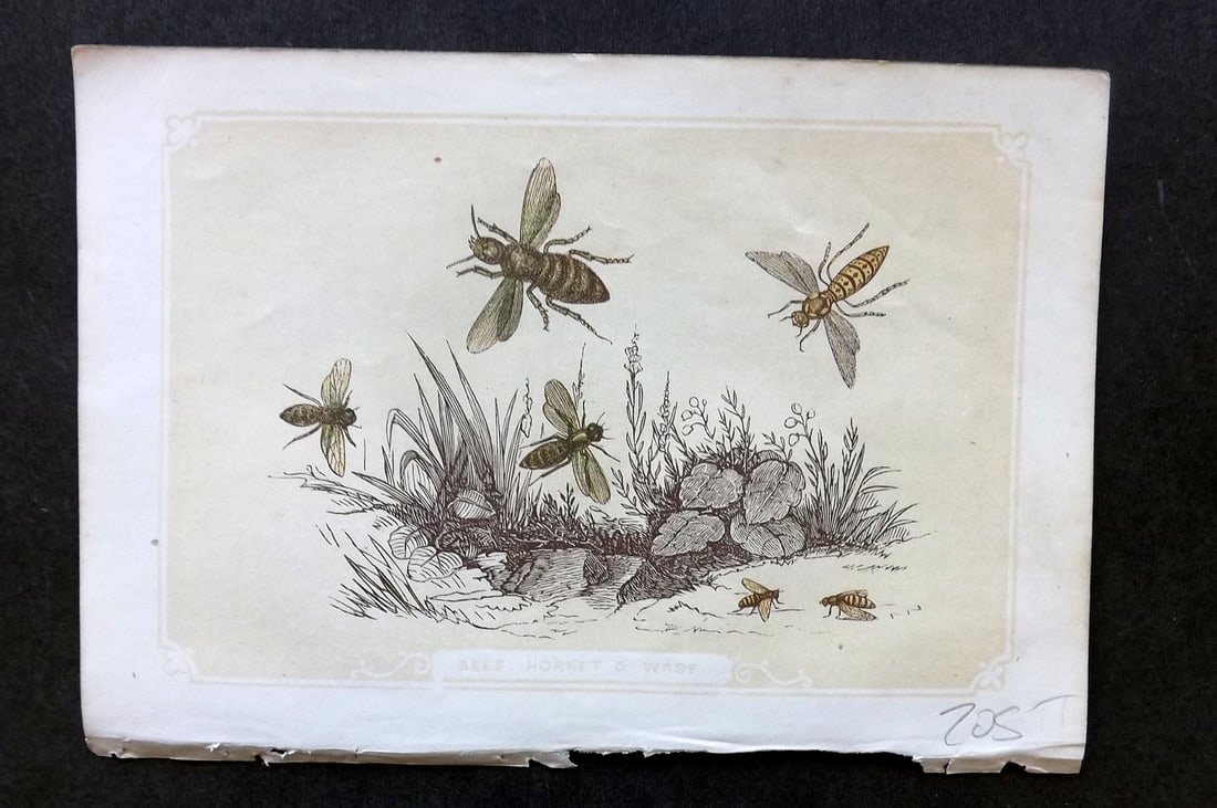 Bicknell, W. I. 1851 Antique Print. Bees, Hornet & Wasp (1 of 1)