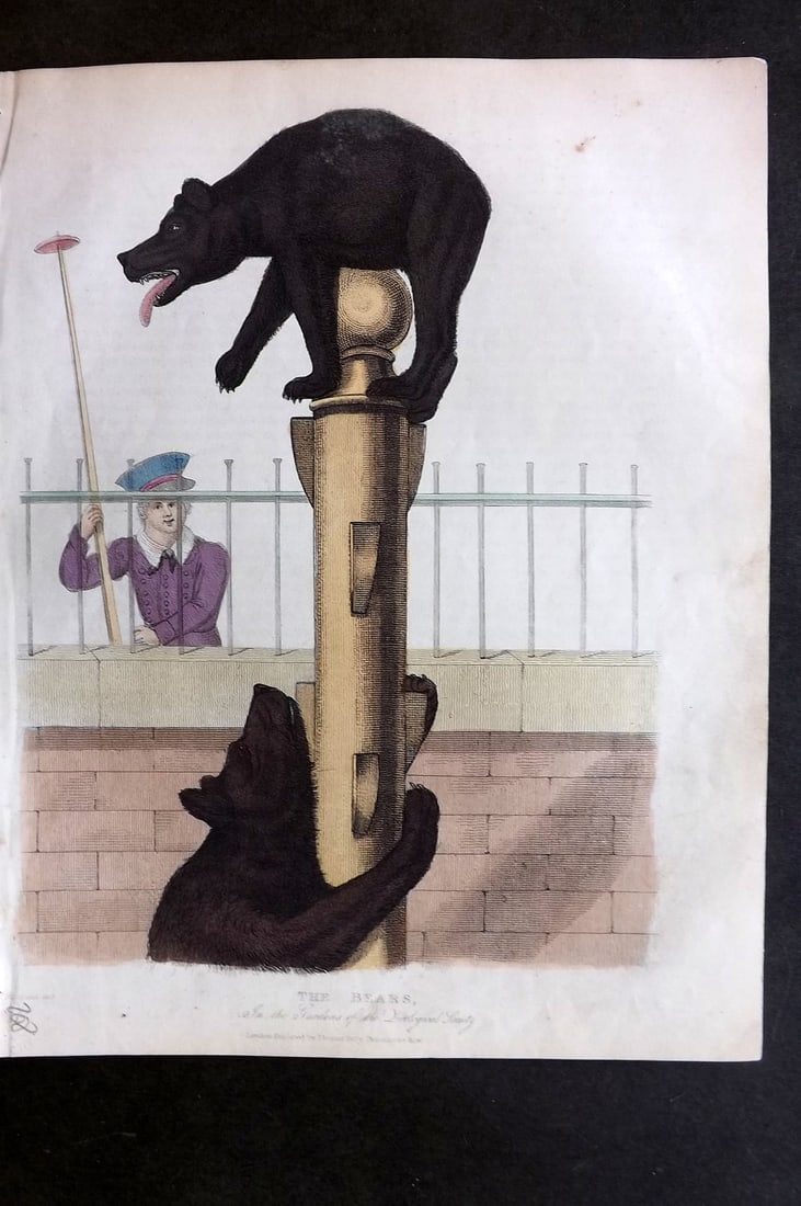 Buffon, Smellie & Huish 1862 Hand Col Print. Bears (1 of 1)