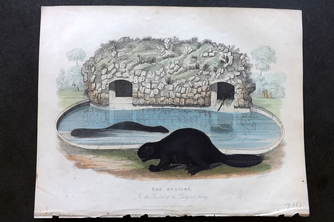 Buffon, Smellie & Huish 1862 Hand Col Print. Beavers (1 of 1)