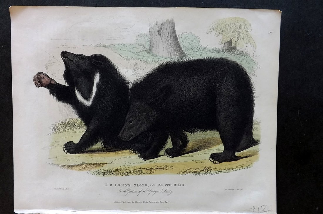 Buffon, Smellie & Huish 1862 Hand Col Print. Ursine Sloth or Sloth Bear (1 of 1)