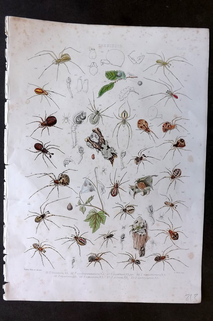 Blackwall, John 1861 Rare Folio Spider Print 13 (1 of 1)