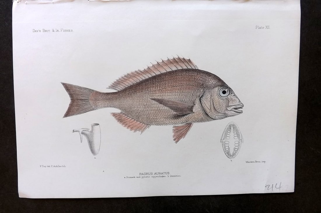 Day, Francis 1884 Hand Col Fish Print. Australasian Snapper 12 Australia (1 of 1)