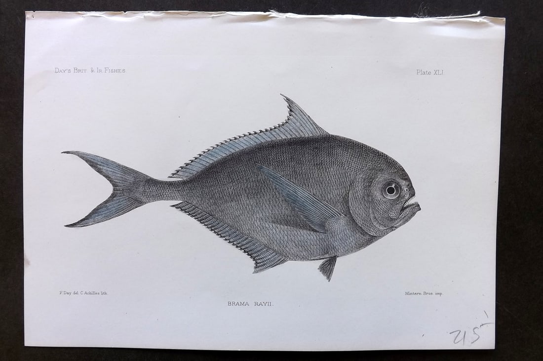 Day, Francis 1884 Hand Col Fish Print. Ray's Bream 41: Hand Colored Lithograph Published 1880-84, London for "The Fishes of Great Britain and Ireland" by Francis Day. Paper Size: 10 x 7 inch (26 x 18cm) Good Condition