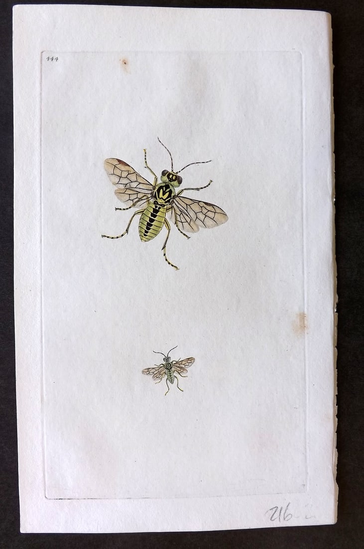 Donovan British Insects 1808 Hand Col Print. Green Saw Fly 444 (1 of 1)