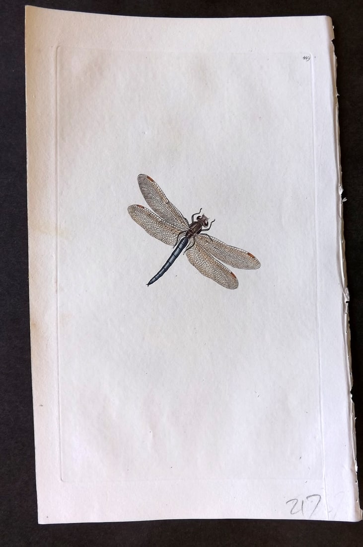 Donovan British Insects 1808 Hand Col Print. Bimaculated Dragon Fly 449 (1 of 1)