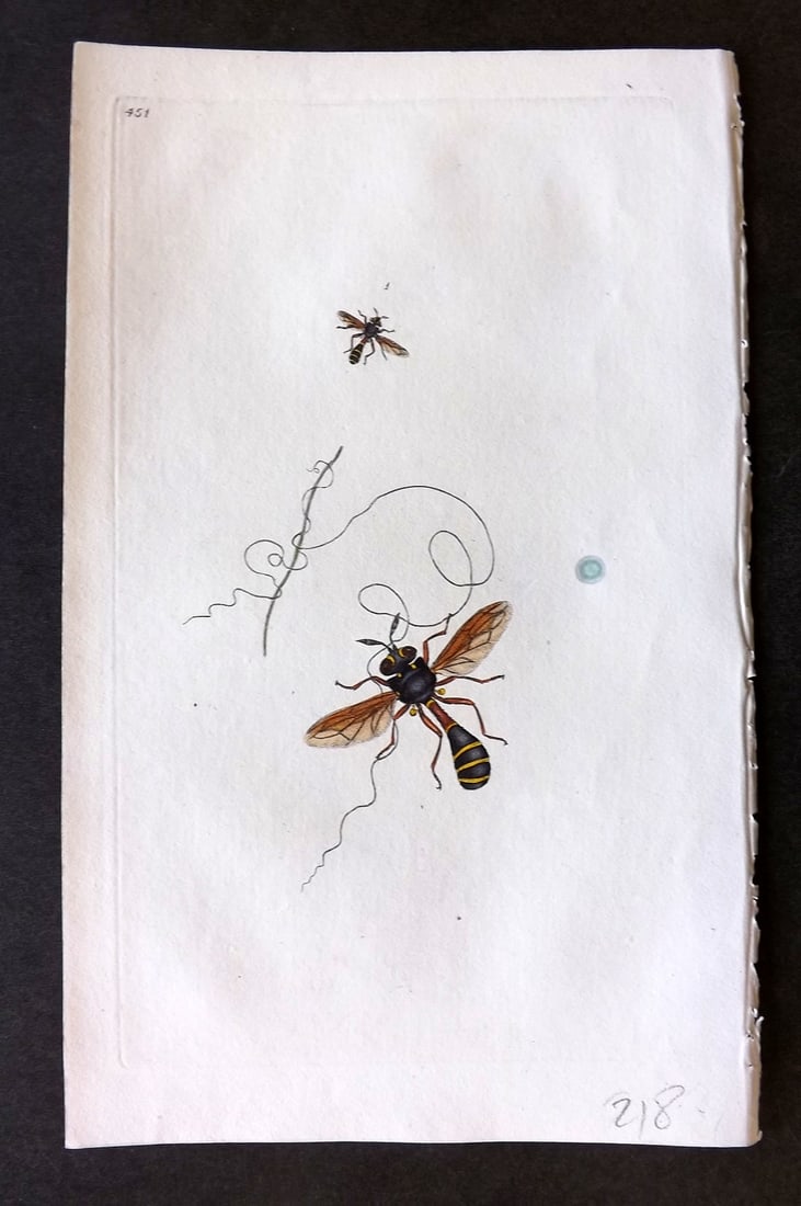 Donovan British Insects 1808 Hand Col Print. Petiolated Conops 451 (1 of 1)
