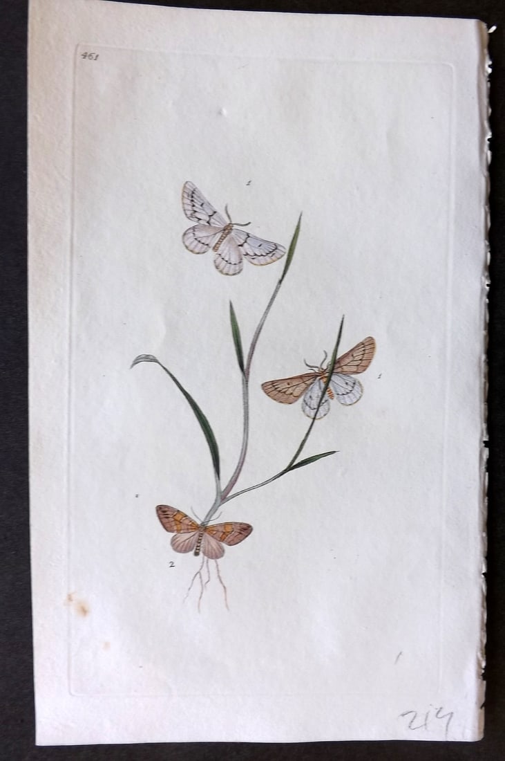 Donovan British Insects 1808 Hand Col Print. Middle Dot Moth 461 (1 of 1)
