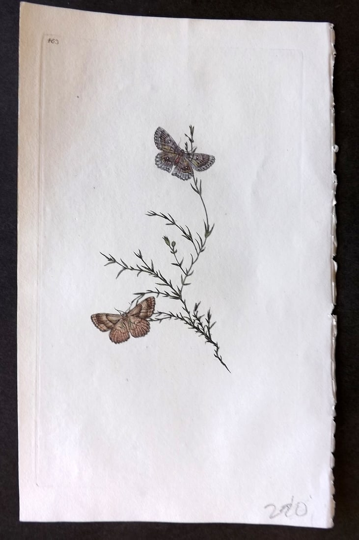 Donovan British Insects 1808 Hand Col Print. Four Spot Heath Moth 463 (1 of 1)