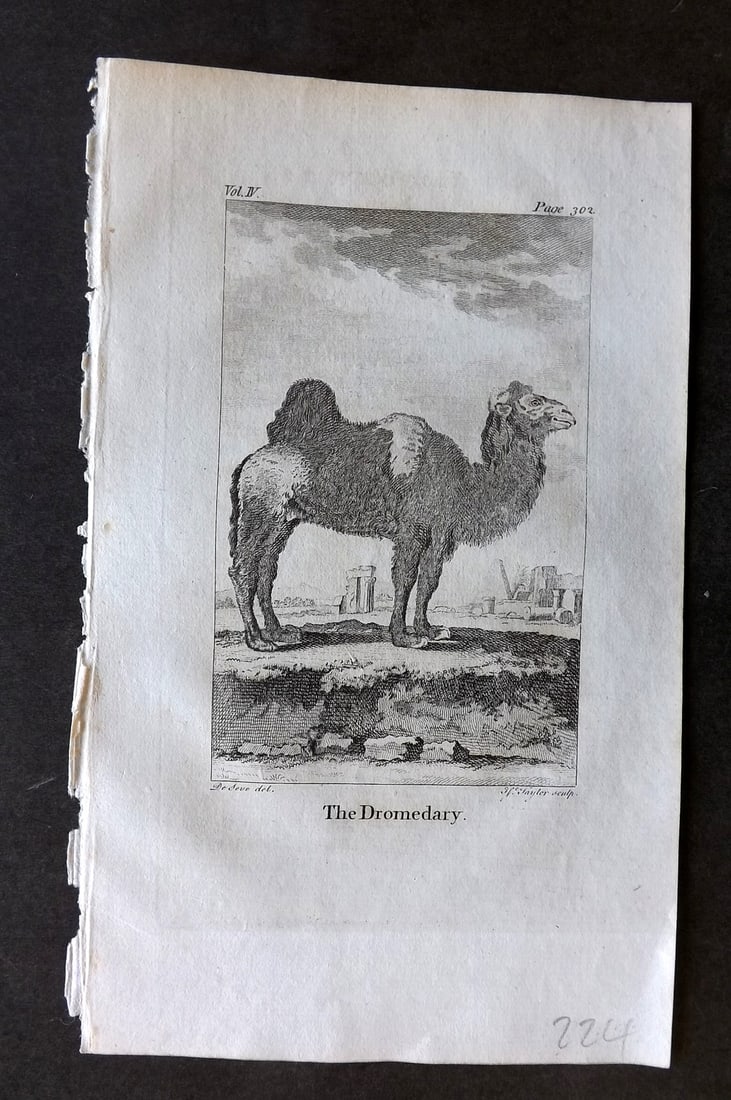 Goldsmith, Oliver 1779 Antique Print. Dromedary Camel (1 of 1)
