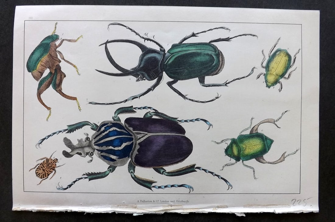 Goldsmith, Oliver C1850 Hand Col Print. Beetles - Kangaroo, Atlas, Peruvian, Goliath 03 (1 of 1)