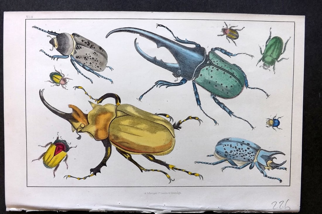 Goldsmith, Oliver C1850 Hand Col Print. Gigantic, Golden Beetles 42 Insects (1 of 1)