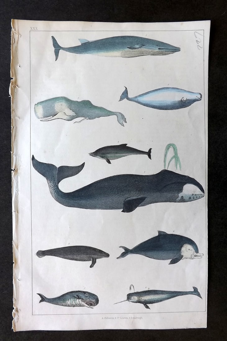 Goldsmith, Oliver C1850 Hand Col Print. Whales & Narwhal 30 (1 of 1)
