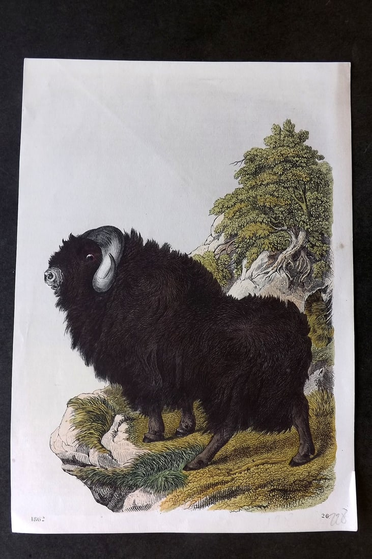 Hoffmann, Carl 1862 Hand Col Print. Yak 26 (1 of 1)