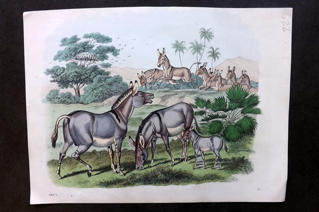 Hoffmann, Carl 1863 Hand Col Print. Wild Ass, Onager 10 (1 of 1)