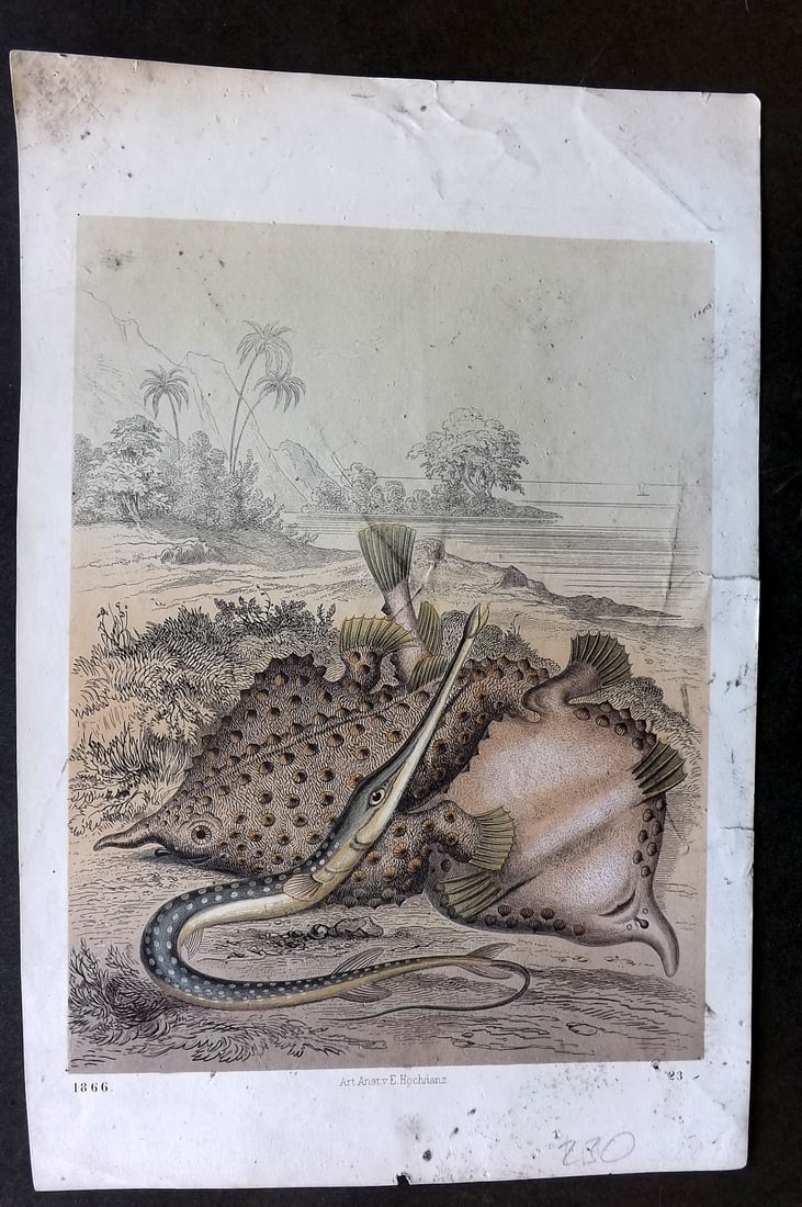 Hoffmann, Carl 1866 Hand Col Print. Flatfish & Gar Fish 23: Hand Colored Lithograph Published 1842-80, Stuttgart for "Das Buch der Welt" by Carl Hoffmann. Paper Size: 9.5 x 7 inch (25 x 18cm) Some spotting present
