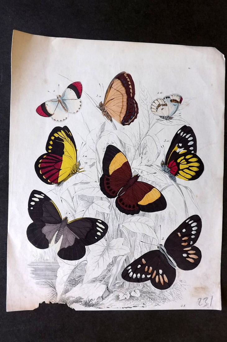 Hoffmann, Carl C1850 Hand Col Print. Butterflies 48 (1 of 1)