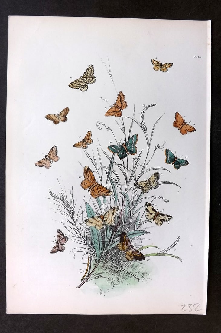 Humphreys 1860 Antique Hand Coloured Moth Print 44: Hand Colored Lithograph Published 1858-60, London for "The Genera of British Moths" by Noel H. Humphreys. Paper Size: 10 x 7 inch (25 x 18cm) Good Condition