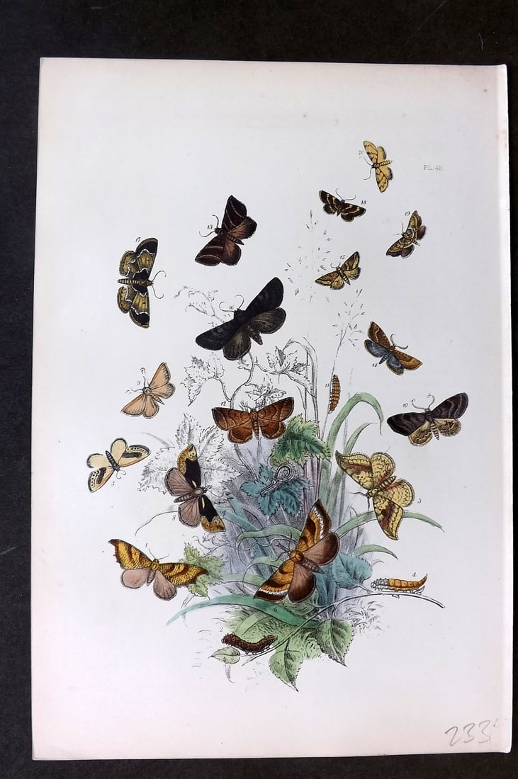 Humphreys 1860 Antique Hand Coloured Moth Print 45: Hand Colored Lithograph Published 1858-60, London for "The Genera of British Moths" by Noel H. Humphreys. Paper Size: 10 x 7 inch (25 x 18cm) Good Condition