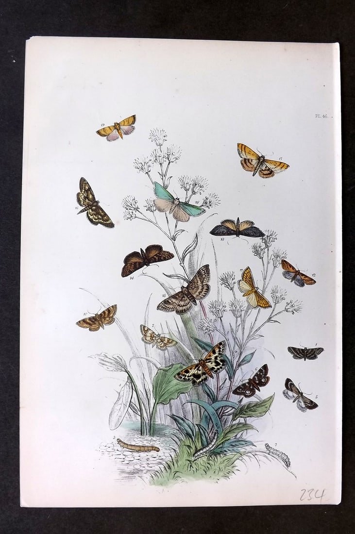 Humphreys 1860 Antique Hand Coloured Moth Print 46: Hand Colored Lithograph Published 1858-60, London for "The Genera of British Moths" by Noel H. Humphreys. Paper Size: 10 x 7 inch (25 x 18cm) Good Condition