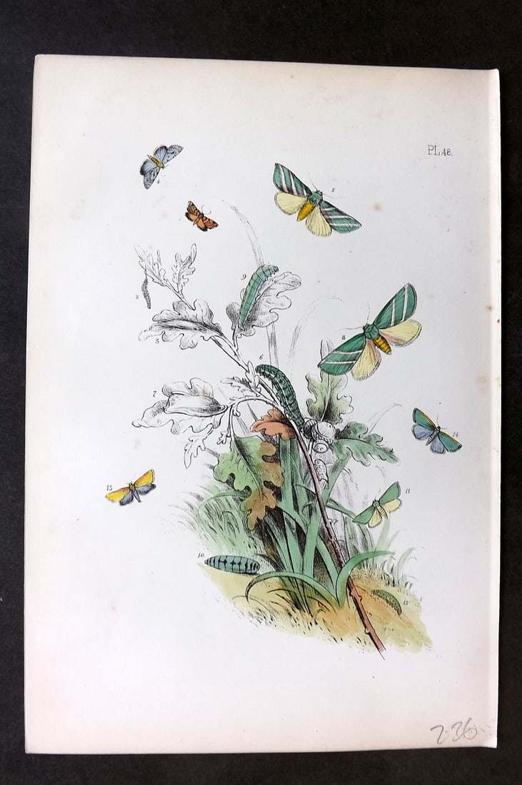 Humphreys 1860 Antique Hand Coloured Moth Print 48: Hand Colored Lithograph Published 1858-60, London for "The Genera of British Moths" by Noel H. Humphreys. Paper Size: 10 x 7 inch (25 x 18cm) Very minor background toning. Good Condition