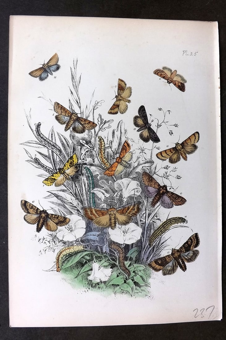 Humphreys 1860 Antique Hand Coloured Moth Print 25: Hand Colored Lithograph Published 1858-60, London for "The Genera of British Moths" by Noel H. Humphreys. Paper Size: 10 x 7 inch (25 x 18cm) Very minor background toning. Good Condition