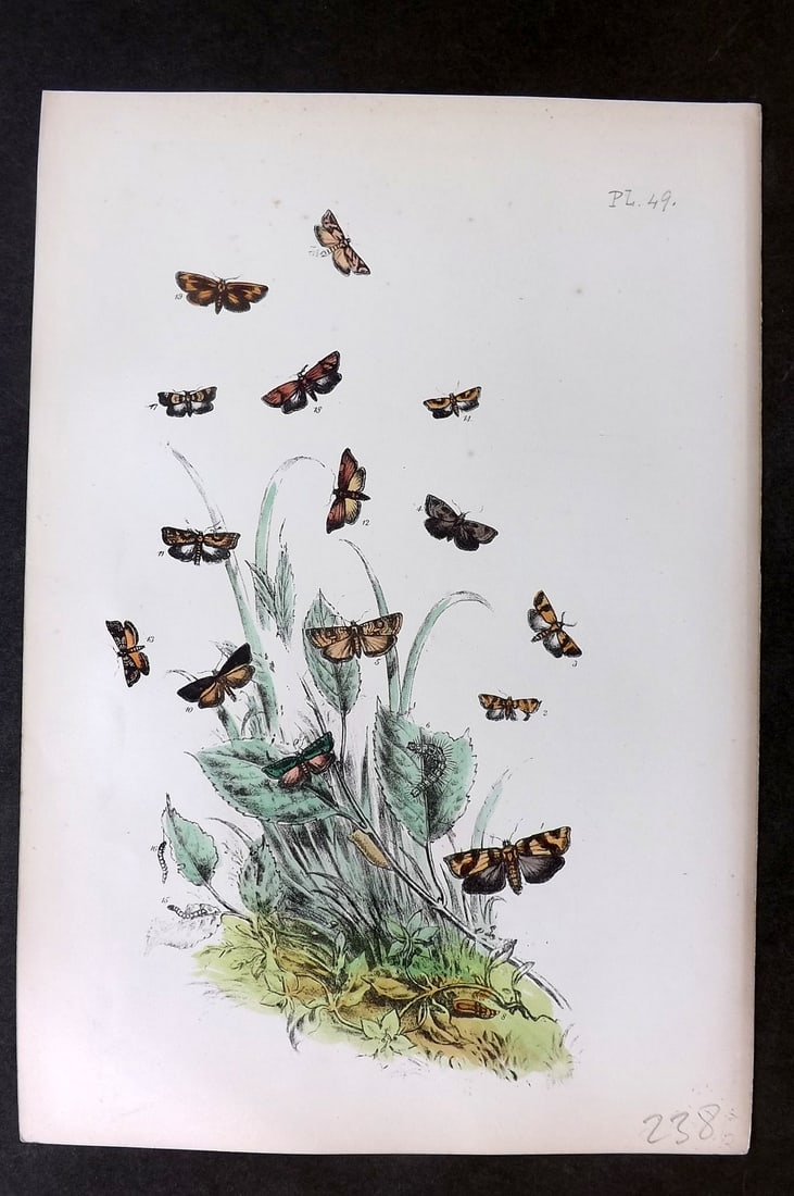 Humphreys 1860 Antique Hand Coloured Moth Print 49: Hand Colored Lithograph Published 1858-60, London for "The Genera of British Moths" by Noel H. Humphreys. Paper Size: 10 x 7 inch (25 x 18cm) Very minor background toning. Good Condition