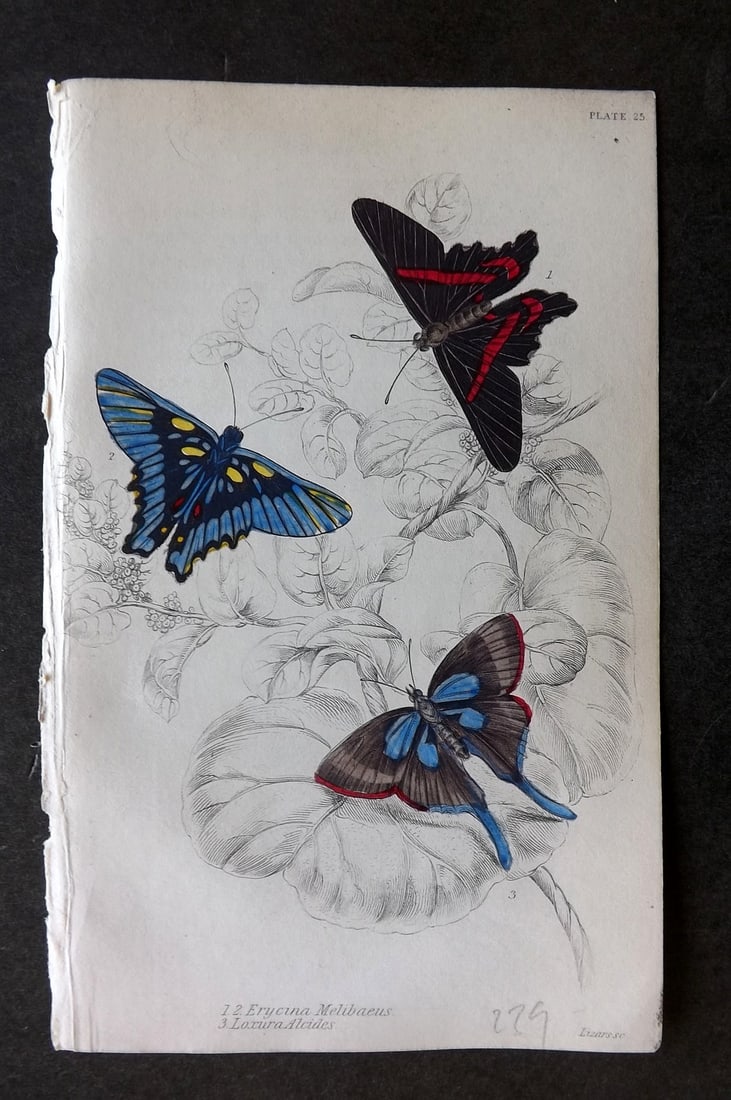 Jardine, William 1837 Hand Col Butterfly Print. Erycina Melibaeus, Laxura Alcides 25: Hand Colored Steel Engraving/Etching Published 1833-43 by W.H.Lizars, Edinburgh for "The Naturalist's Library"by Sir William Jardine. Paper Size: 6.5 x 4.25 inch (17 x 11cm) Good Condition