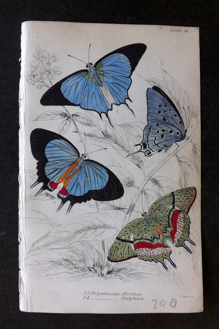 Jardine, William 1837 Hand Col Butterfly Print. Polyommatus 26: Hand Colored Steel Engraving/Etching Published 1833-43 by W.H.Lizars, Edinburgh for "The Naturalist's Library"by Sir William Jardine. Paper Size: 6.5 x 4.25 inch (17 x 11cm) Good Condition